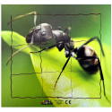 Just Jigsaws 646 Mravenec a jeho životní cyklus - dřevěné vrstvené puzzle 19 dílů