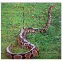 Just Jigsaws 644 Had a jeho životní cyklus - dřevěné vrstvené puzzle 19 dílů